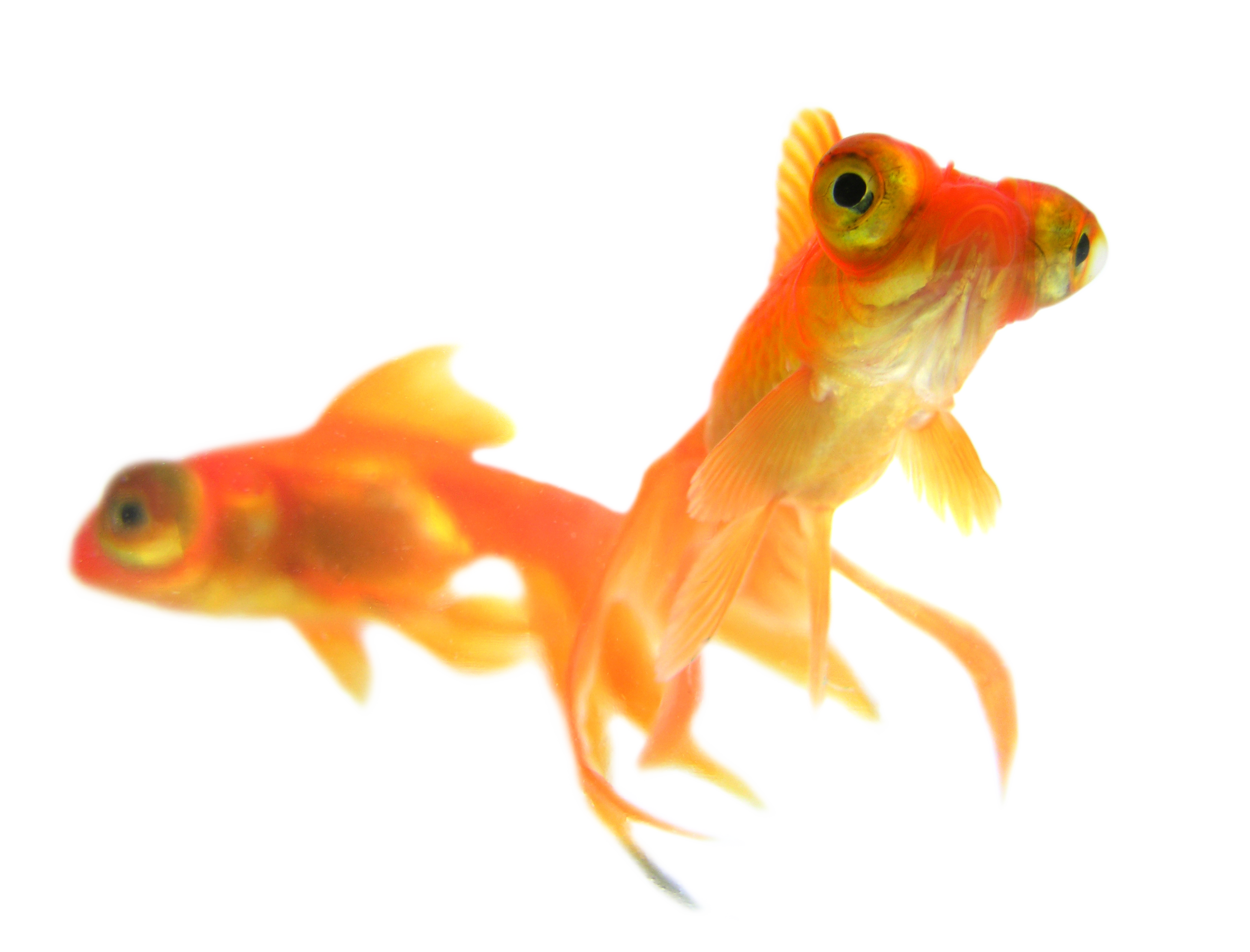 Goldfish Transparent PNG Image