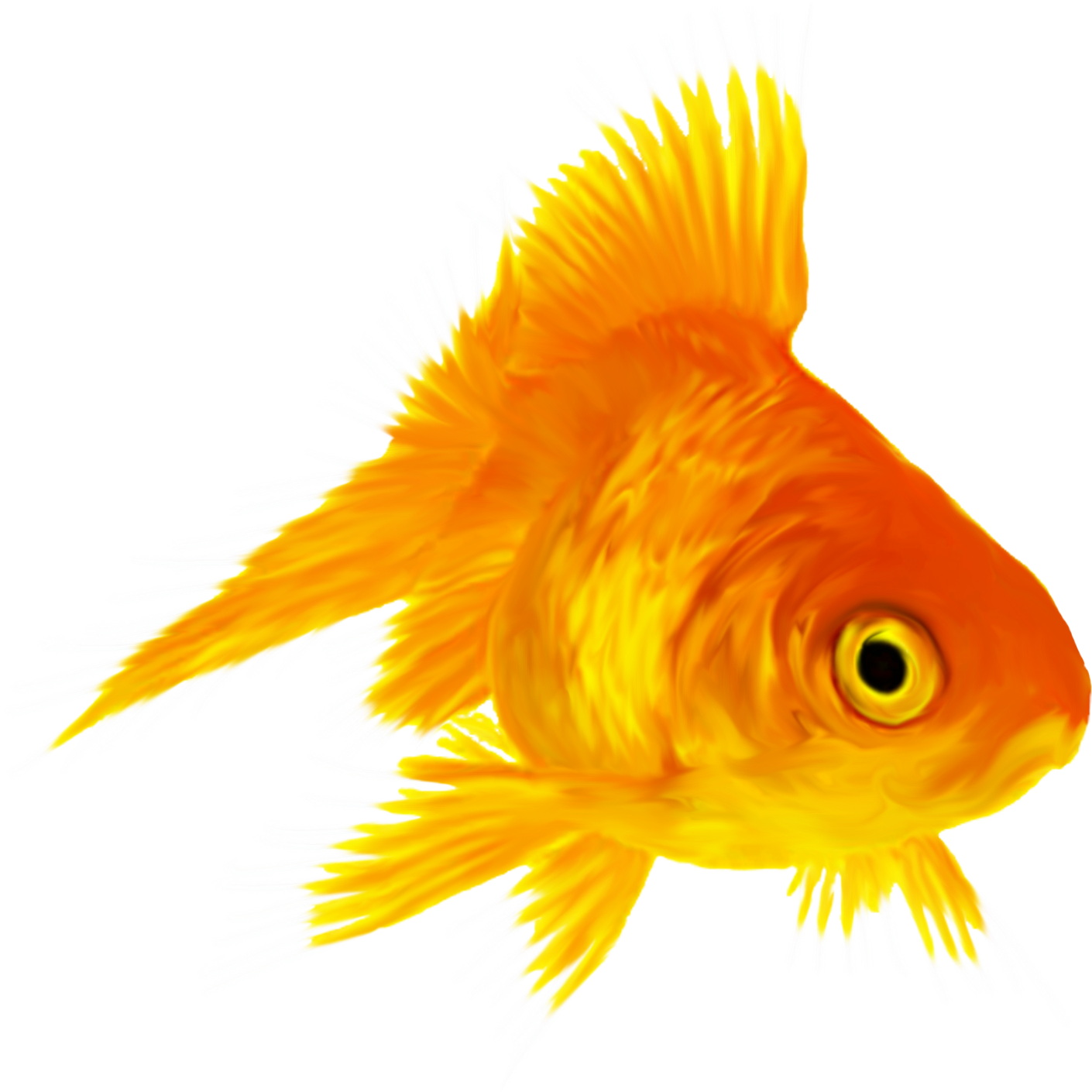 Goldfish Transparent PNG Image