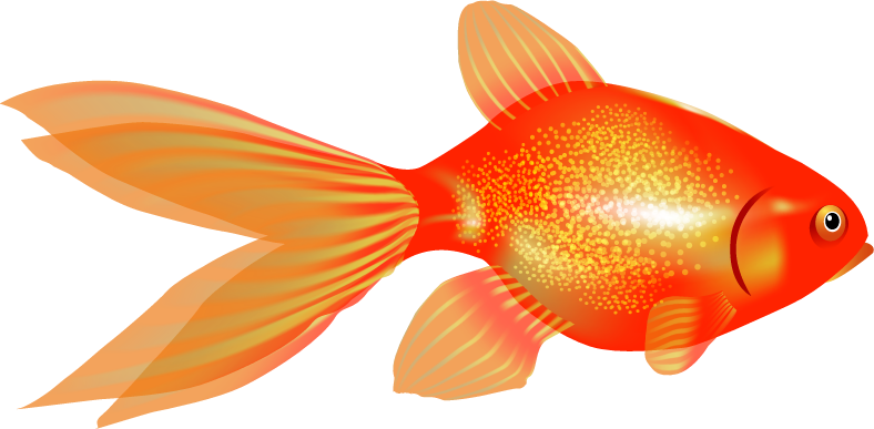 Goldfish Transparent PNG Image
