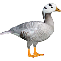 Download Goose Free PNG photo images and clipart | FreePNGImg