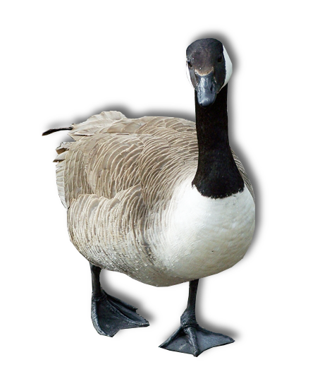 Goose Transparent Image PNG Image