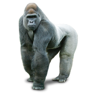 Download Gorilla Free PNG photo images and clipart | FreePNGImg