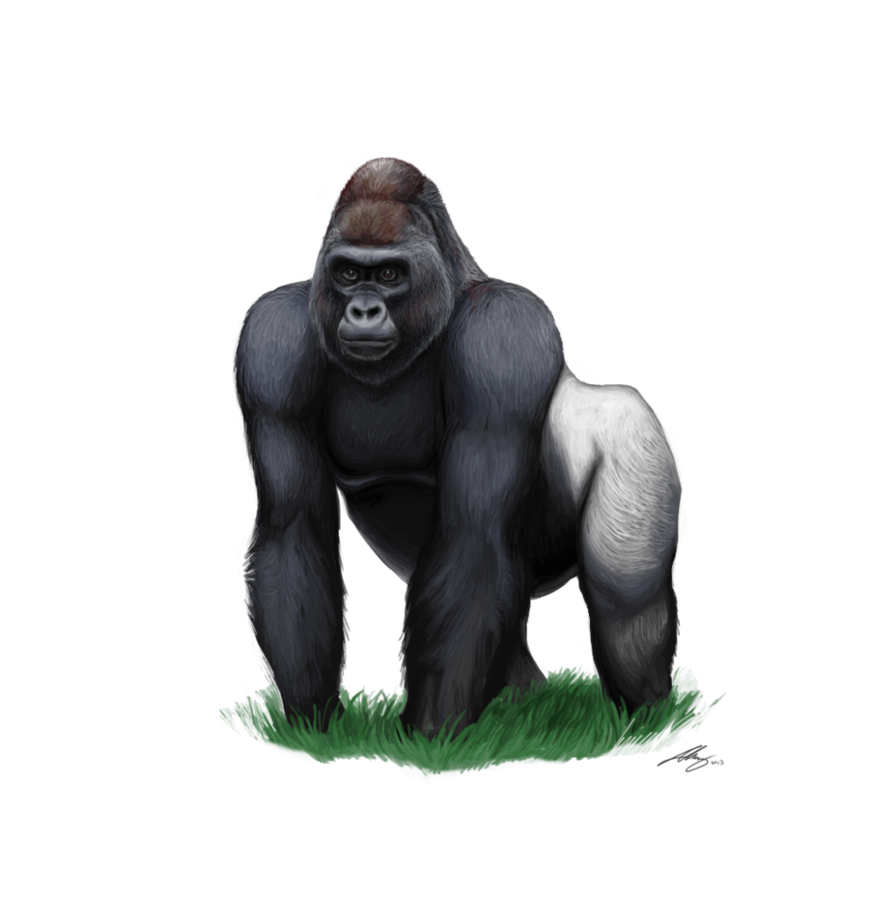 Gorilla Download Png PNG Image
