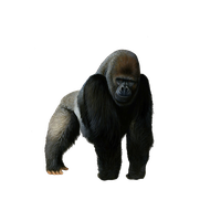 Download Gorilla Picture HQ PNG Image | FreePNGImg