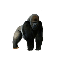Download Gorilla Free PNG photo images and clipart | FreePNGImg