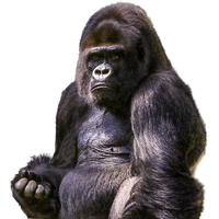 Gorilla Image PNG