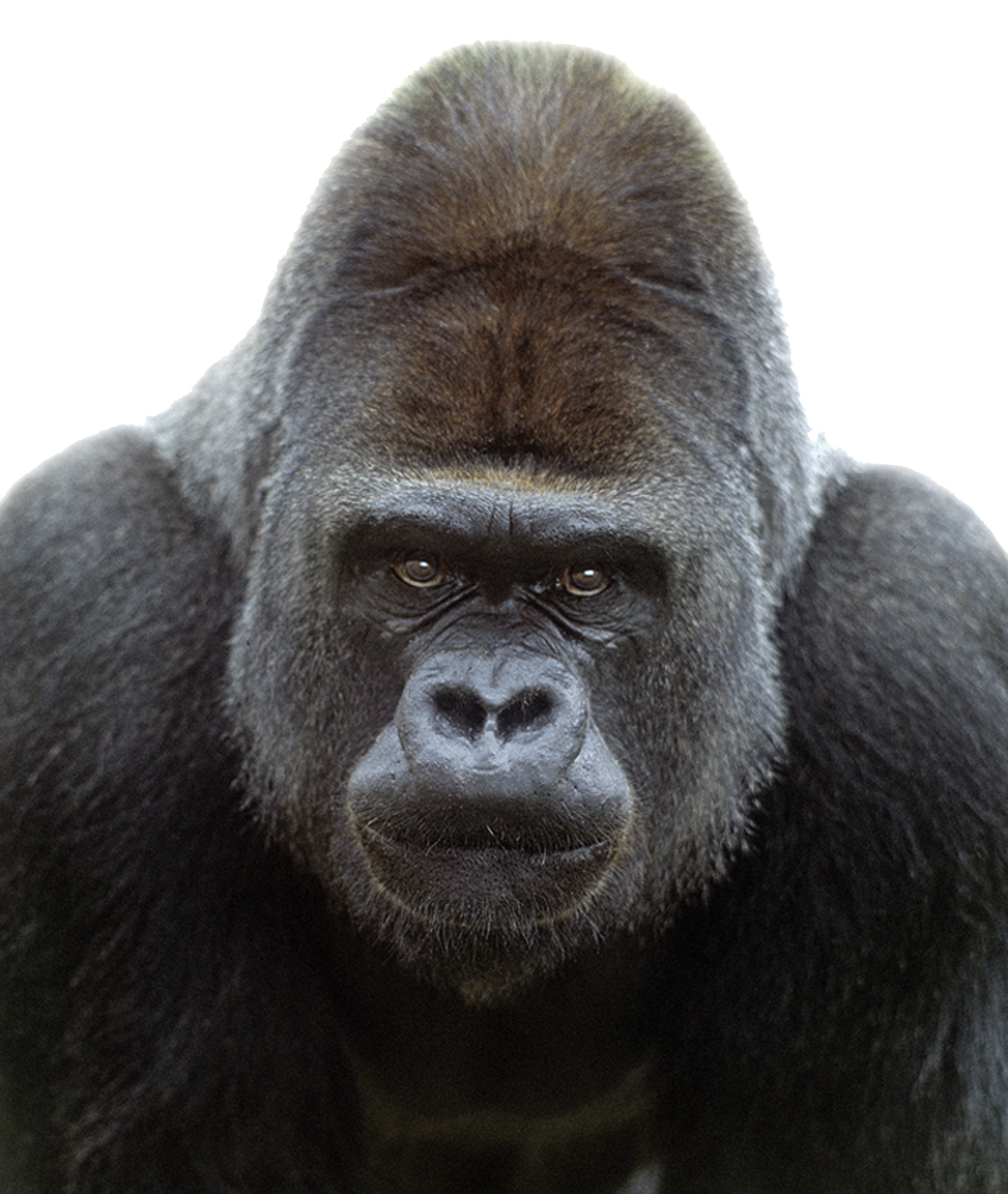 Gorilla Transparent Image PNG Image