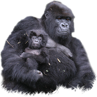 Download Gorilla Free PNG photo images and clipart | FreePNGImg