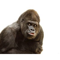 Gorilla Png File PNG