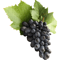 Grape Png Image Download Picture PNG Image