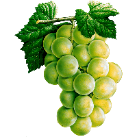 Grape Png Image Download Picture PNG Image