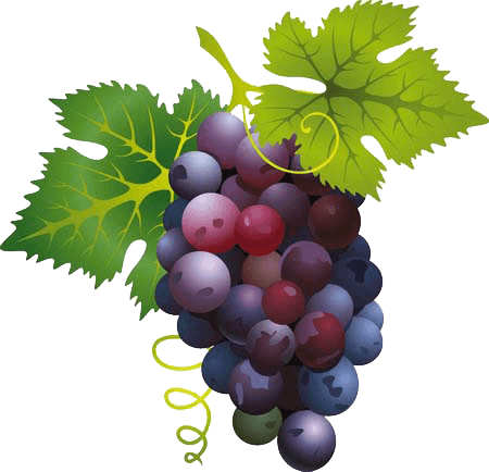 Grape Png Image Download Picture PNG Image