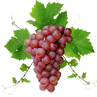 Grape Png Image Download Picture PNG Image