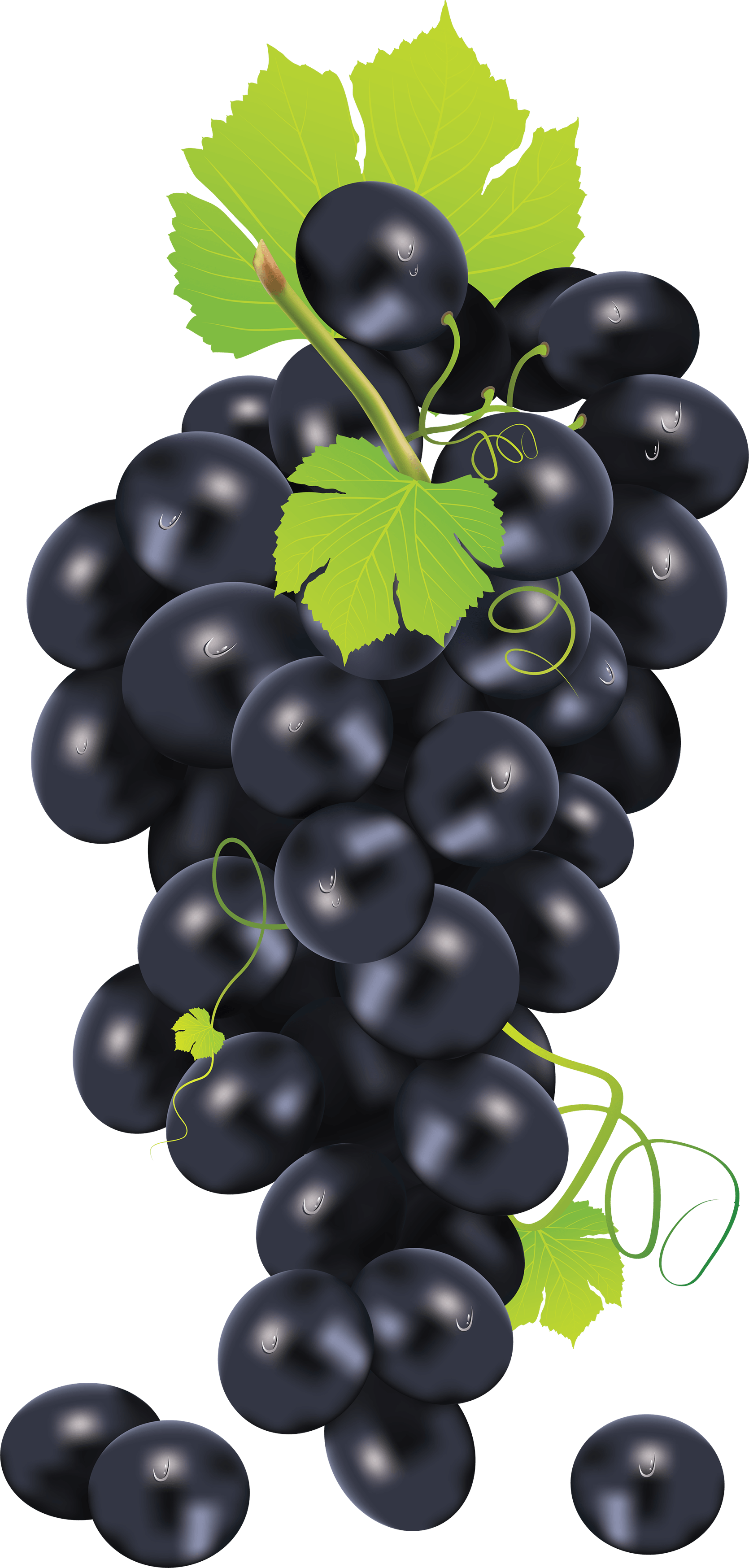 Black Grape Png Image Transparent PNG Image