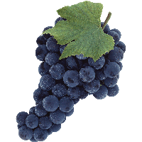 Grape Png Image PNG Image