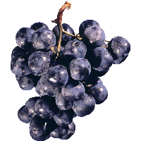 Grape Png Image