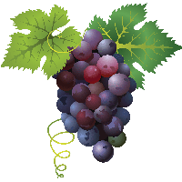 Grape Png Image PNG Image