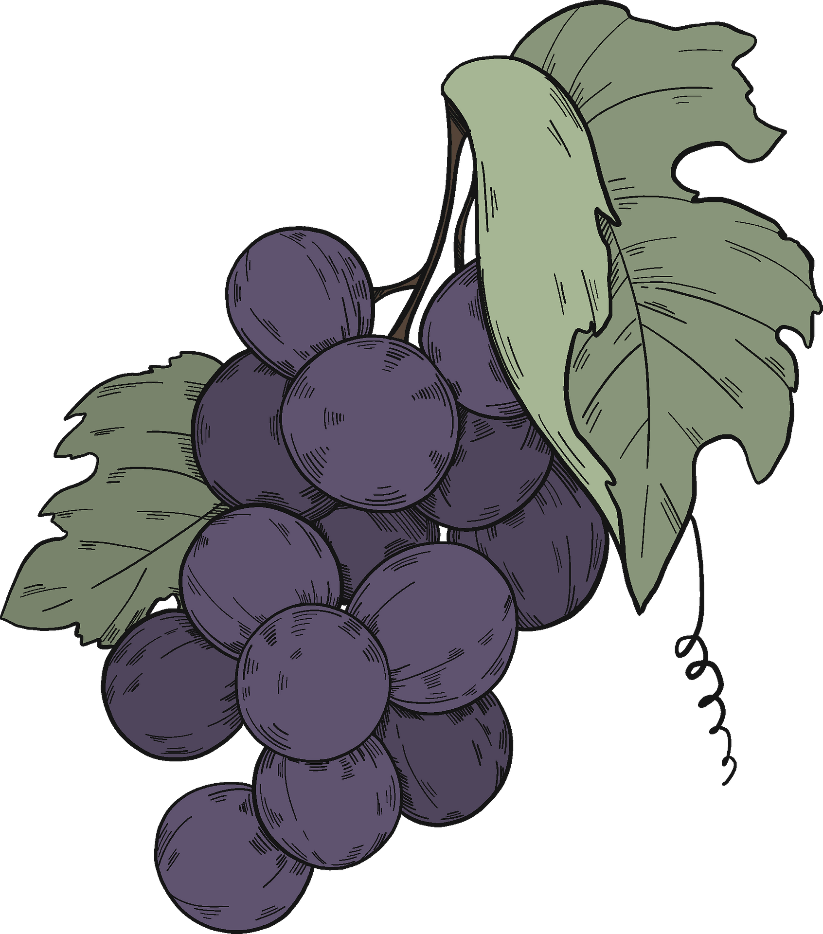 Black Grapes Free HQ Image Transparent PNG Image