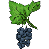 Black Grapes PNG Free Photo PNG Image