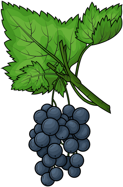 Black Grapes PNG Free Photo Transparent PNG Image