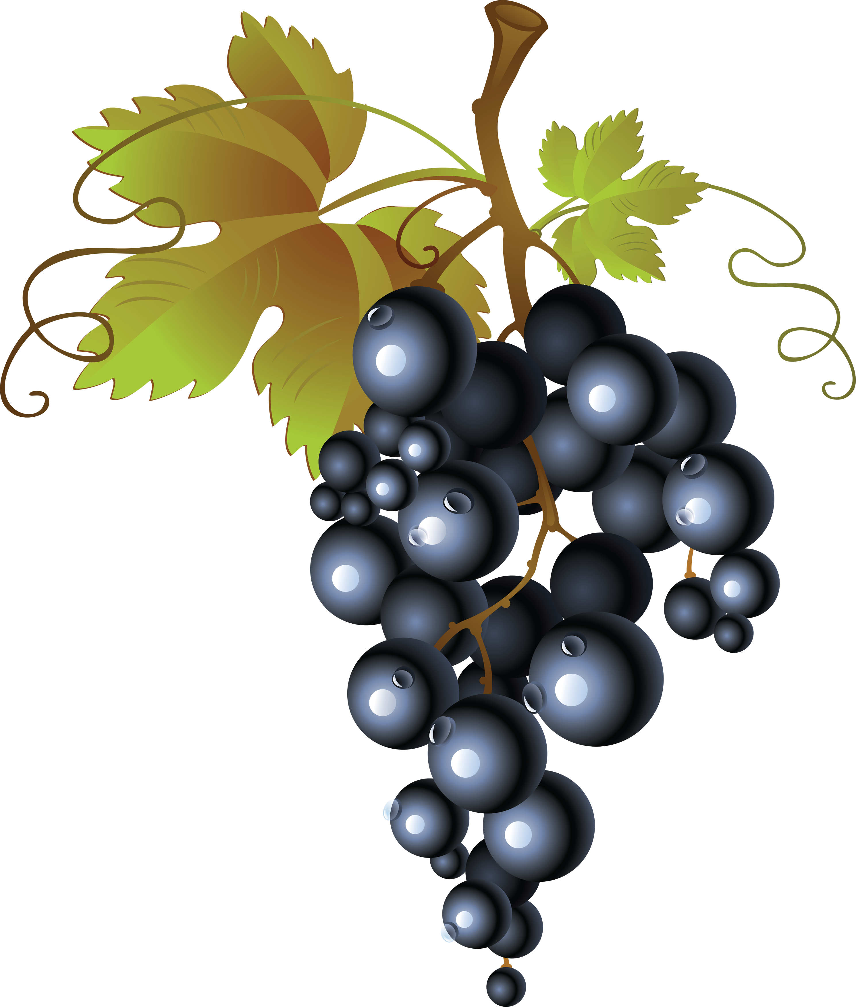 Fresh Black Grapes Free HD Image Transparent PNG Image