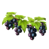 Vector Black Grapes Bunch Free Download PNG HQ PNG Image