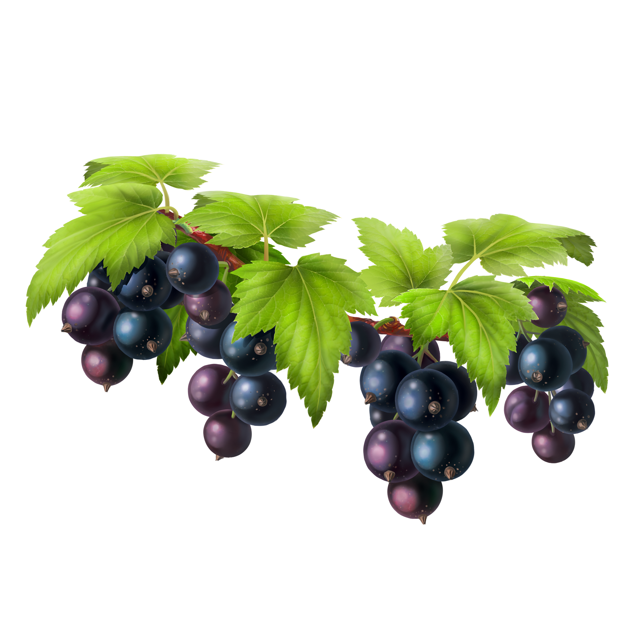Vector Black Grapes Bunch Free Download PNG HQ PNG Image