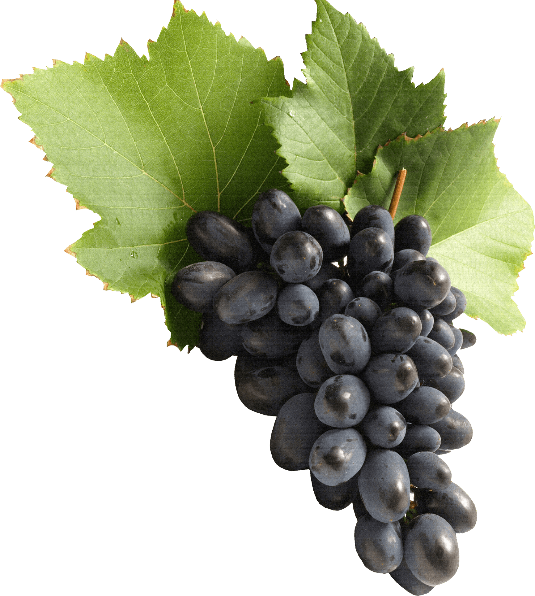 Black Grapes PNG Free Photo PNG Image