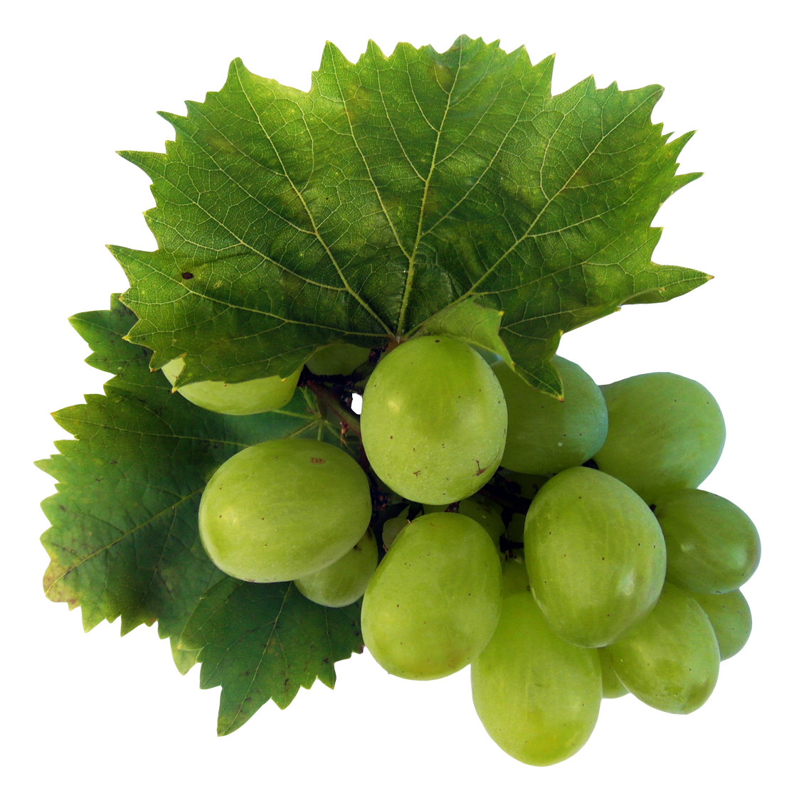 Fresh Green Grapes HD Image Free PNG Image