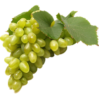 Green Juicy Grapes Free Clipart HQ PNG Image