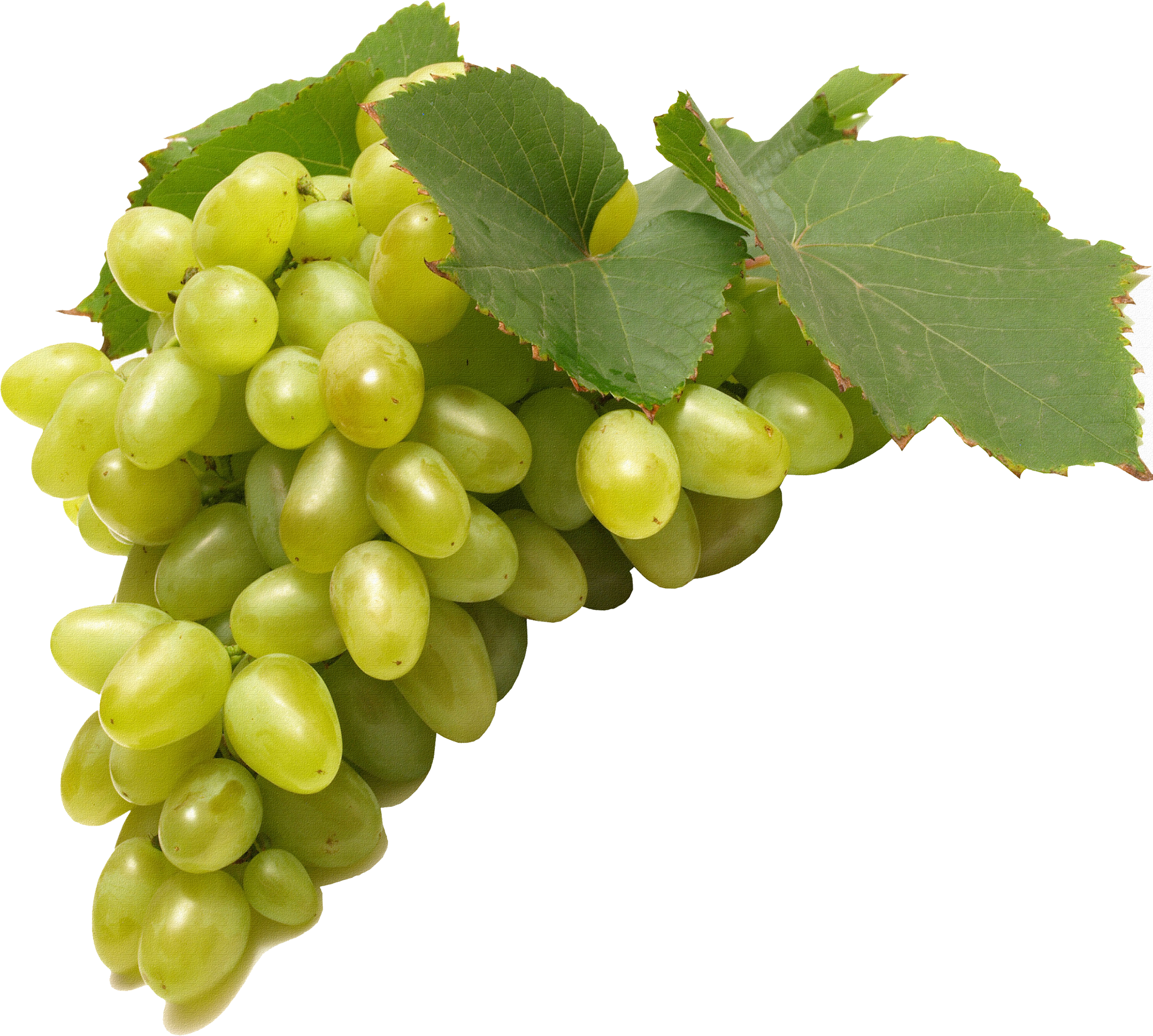 Green Juicy Grapes Free Clipart HQ PNG Image