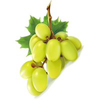 Vector Green Grapes Free Download PNG HD Transparent HQ PNG Download