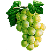 Vector Green Grapes HD Image Free PNG Image