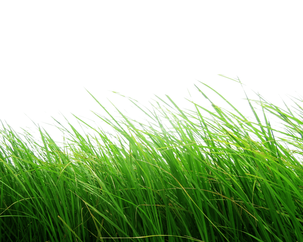 Download Grass Png Image Green Grass Png Picture Hq Png Image Freepngimg