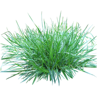 Grass Png Image Green Picture PNG Image