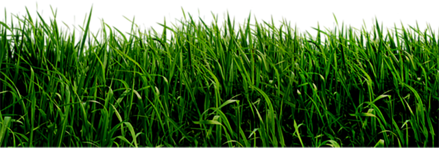 Field Grass Green Landscape PNG Free Photo PNG Image