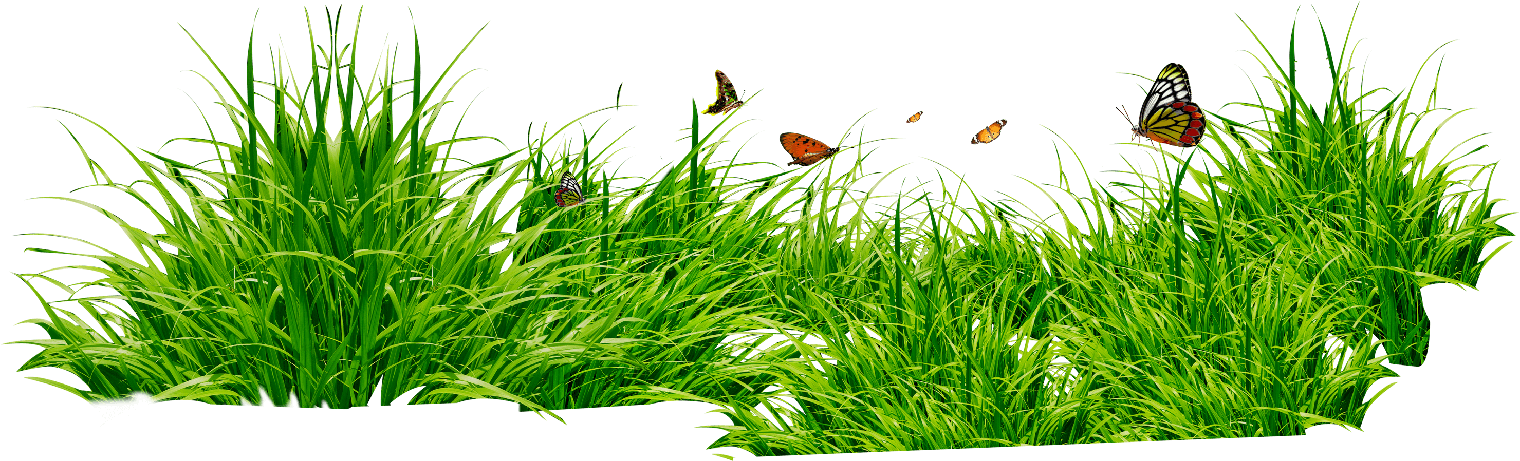 Photos Grass Green Download HQ PNG Image