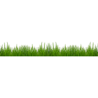 Download Grass Free PNG photo images and clipart | FreePNGimg