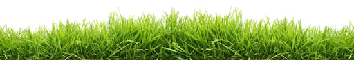 Grass Natural Free Download PNG HQ PNG Image