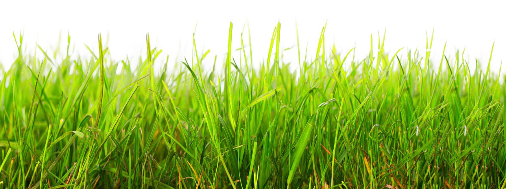 Vector Photos Grass Natural Free Download Image PNG Image