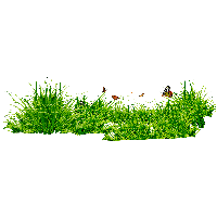 Grass Png Image Green Grass Png Picture PNG Image