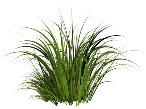 Download Grass Png Image Green Picture HQ PNG Image | FreePNGImg
