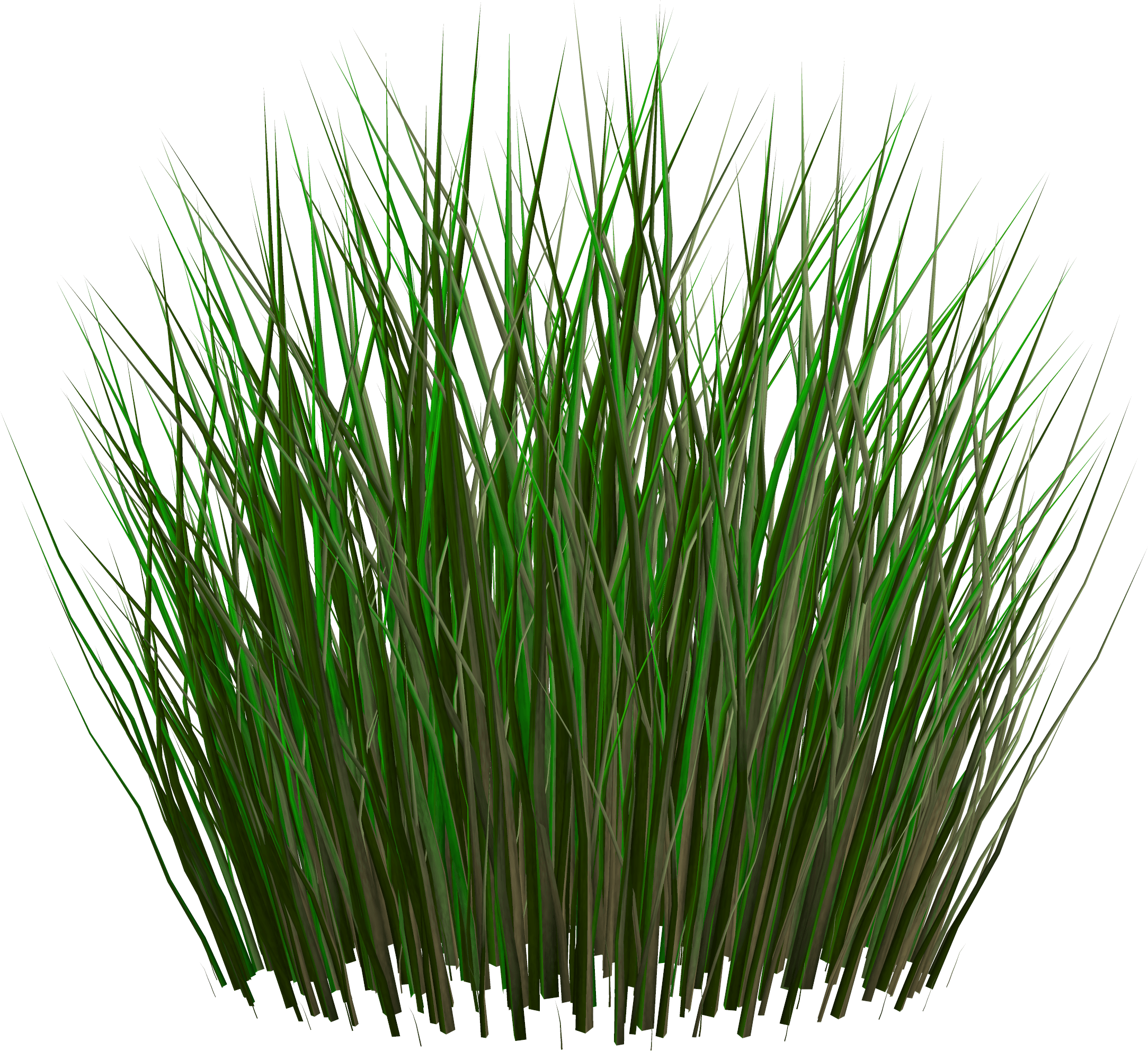 grass transparent background