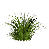 Download Grass Free PNG photo images and clipart | FreePNGImg