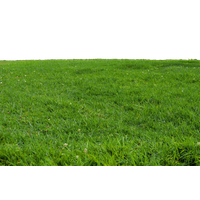 Download Grass Free PNG photo images and clipart | FreePNGImg