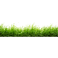 Green Grass Background png download - 829*1280 - Free Transparent