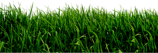 Grass Png Picture PNG Image