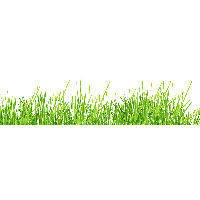 Grass Png Image Green Picture