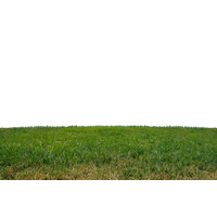 Grass Png Clipart PNG