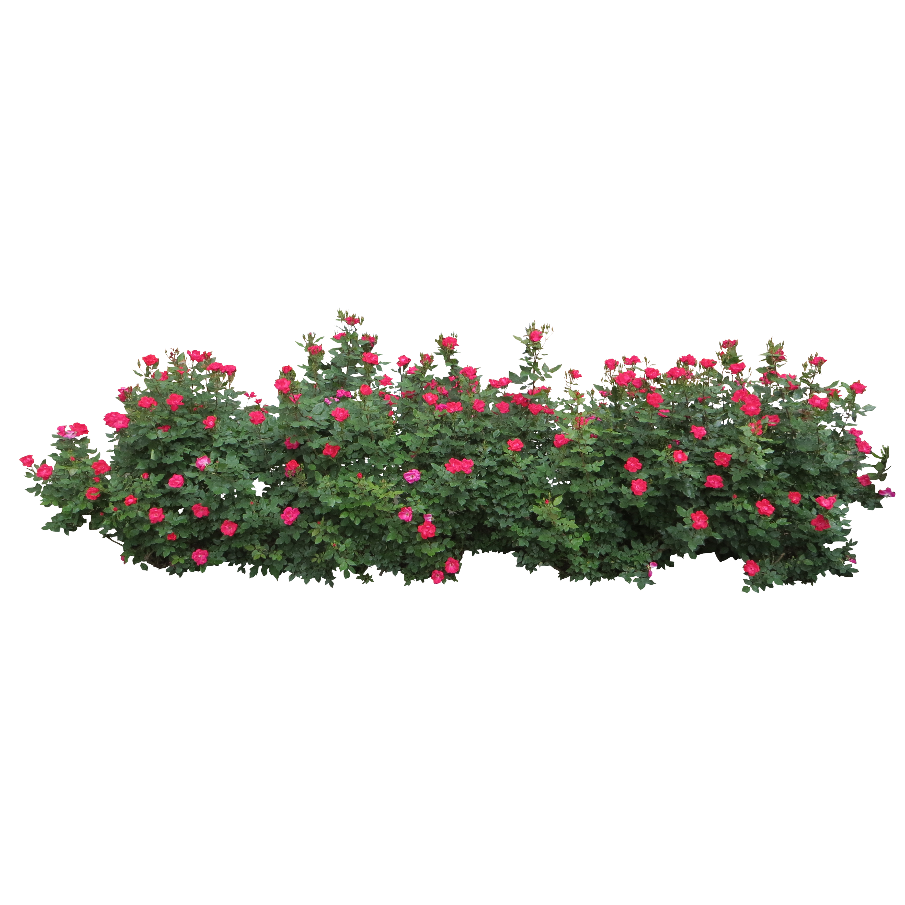 Download Pink Plant Shrub Tree Roses Centifolia HQ PNG Image | FreePNGImg
